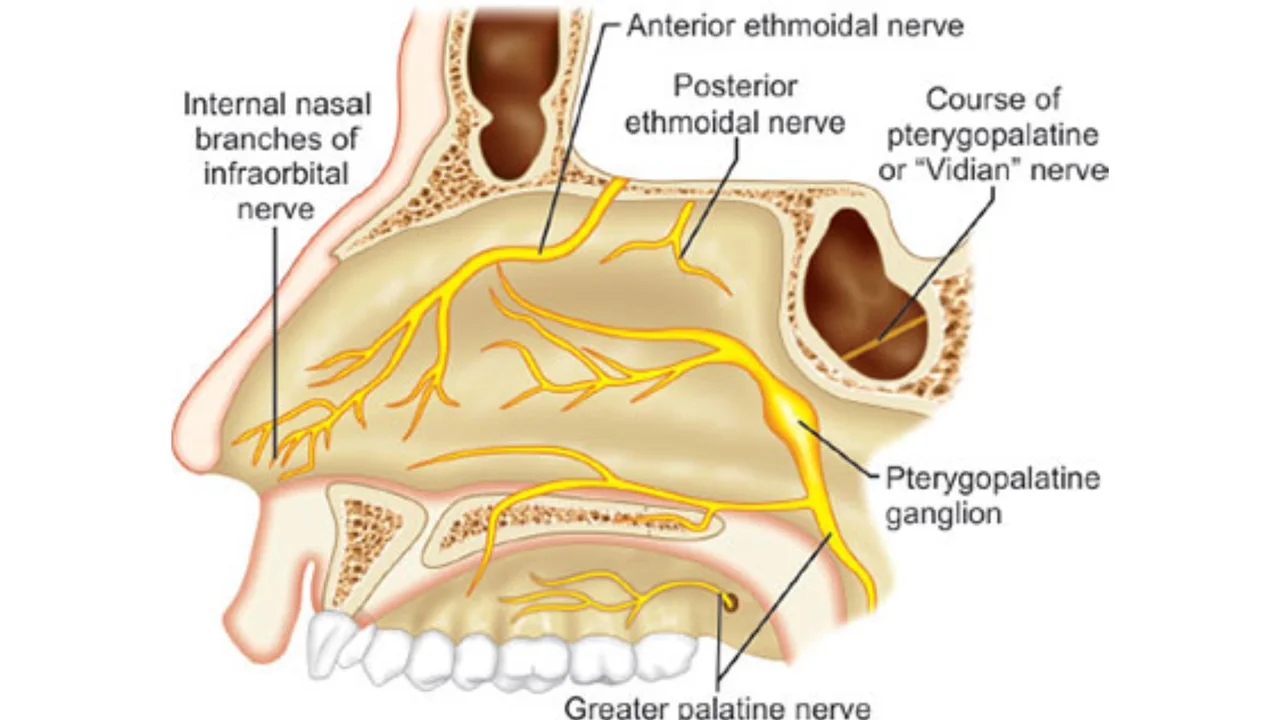 Sluder's Neuralgia Complex: The Hidden Nasal Cause of Chronic Headaches – And How Surgery Can Set You Free
